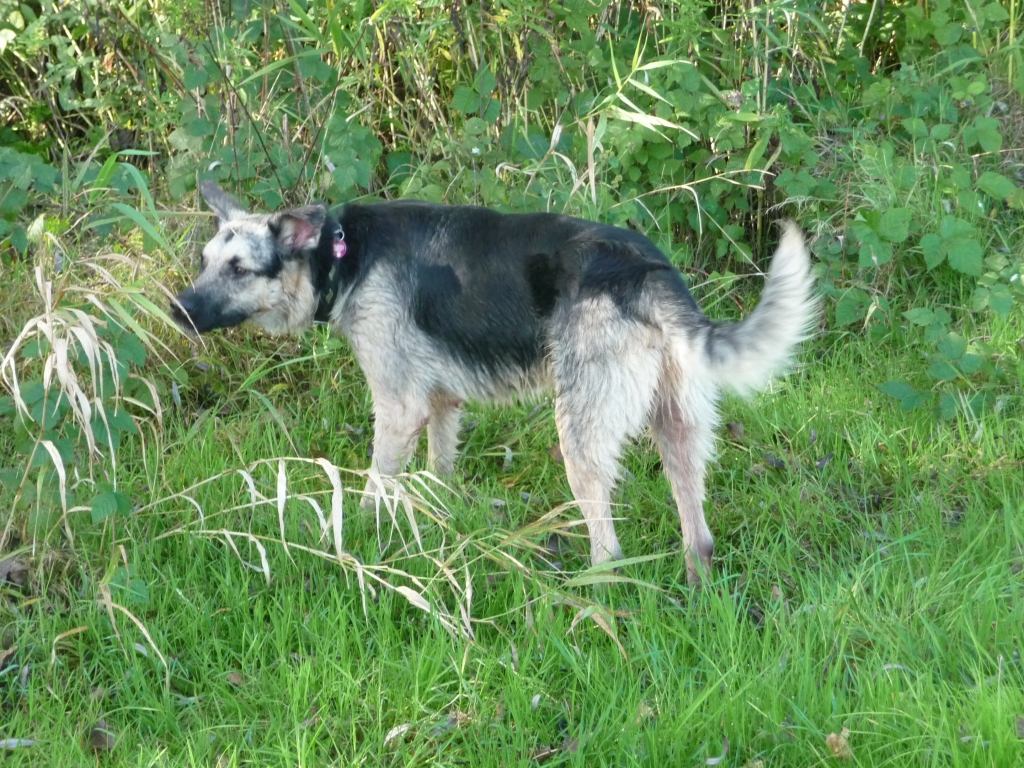 Ein wundervolles Leben ohne Leishmaniose