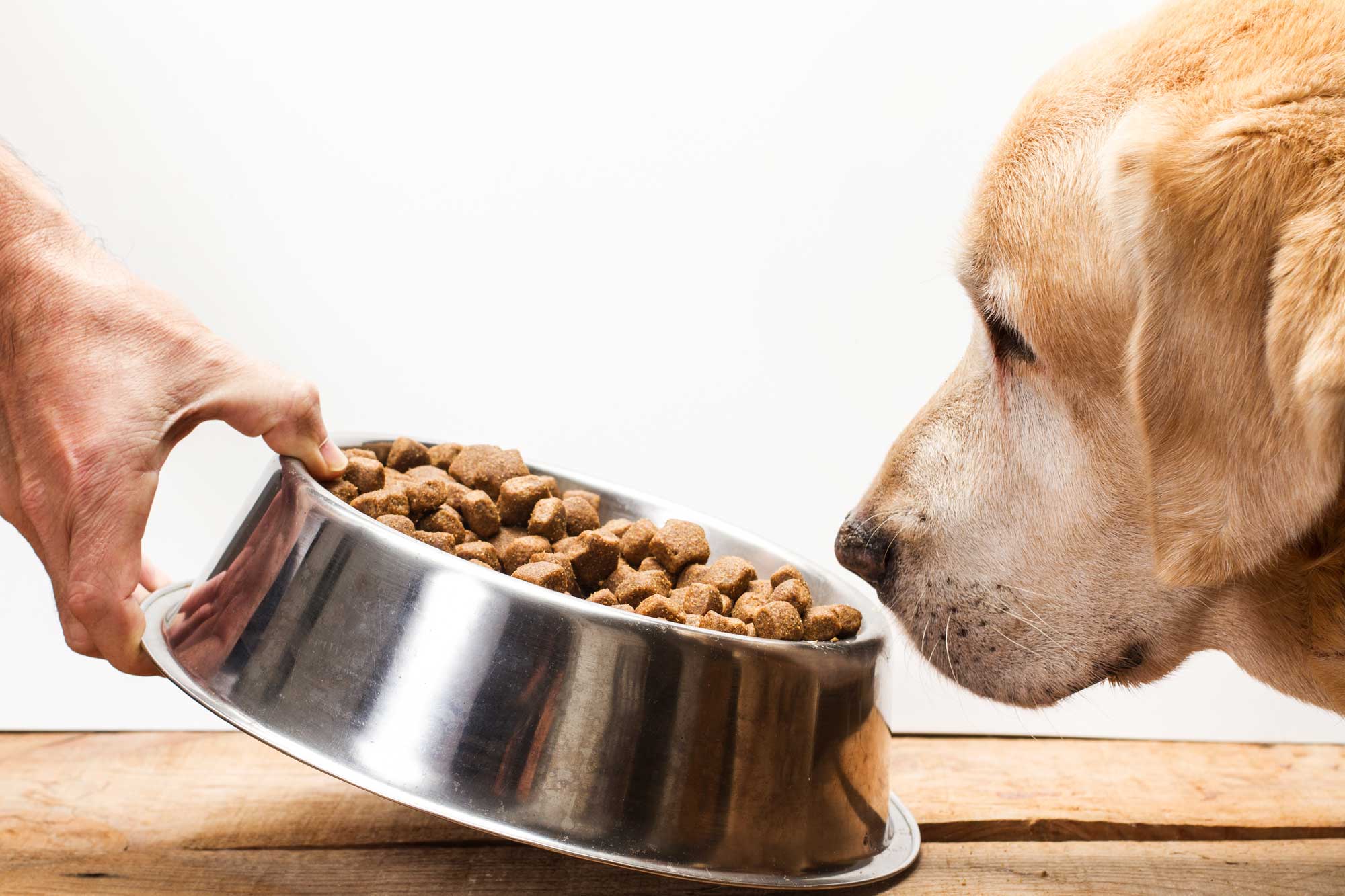 Hundefutter Ernährungsberatung